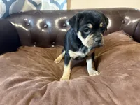 Rose, a female Miniature Pinscher and Pug for sale in Cobb, WI – 2 of 6
