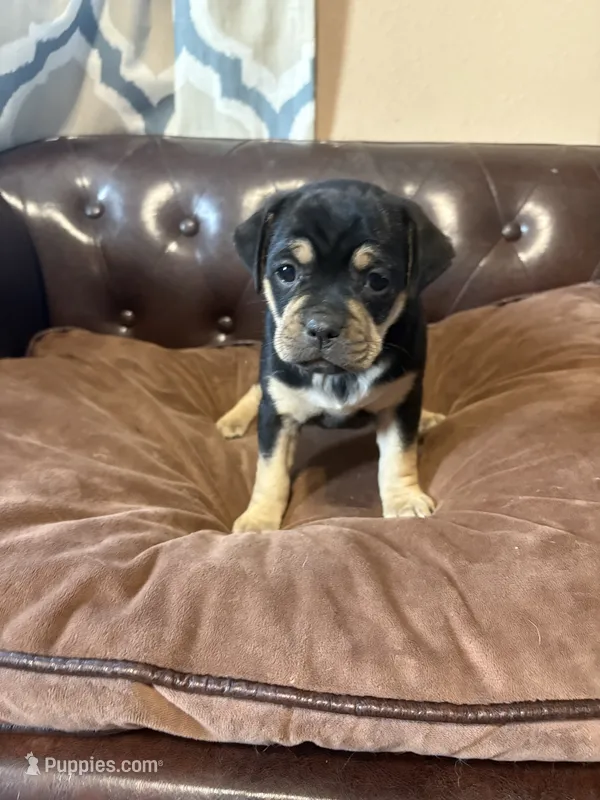 Rose – Miniature Pinscher, Pug puppy for sale in Cobb, WI