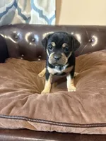 Rose, a female Miniature Pinscher and Pug for sale in Cobb, WI – 4 of 6