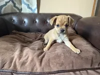Spruce, a male Miniature Pinscher and Pug for sale in Cobb, WI – 1 of 4