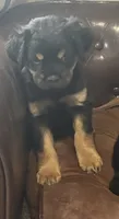 Sprout, a male Miniature Pinscher and Pug for sale in Cobb, WI – 2 of 4
