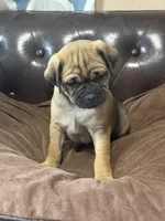 Bud, a male Miniature Pinscher and Pug for sale in Cobb, WI – 3 of 3