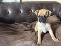 Ash, a male Miniature Pinscher and Pug for sale in Cobb, WI – 2 of 4