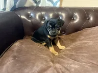 Dahlia , a female Miniature Pinscher and Pug for sale in Cobb, WI – 3 of 6