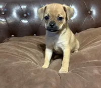 April, a female Miniature Pinscher and Pug for sale in Cobb, WI – Photo 2 of 6