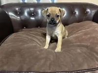 April, a female Miniature Pinscher and Pug for sale in Cobb, WI – Photo 6 of 6