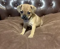 April, a female Miniature Pinscher and Pug for sale in Cobb, WI – Photo 5 of 6