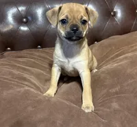 April, a female Miniature Pinscher and Pug for sale in Cobb, WI – Photo 3 of 6