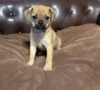 April, a female Miniature Pinscher and Pug for sale in Cobb, WI – Photo 4 of 6