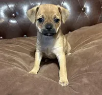 April, a female Miniature Pinscher and Pug for sale in Cobb, WI – Photo 1 of 6