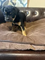 Dahlia , a female Miniature Pinscher and Pug for sale in Cobb, WI – 5 of 6