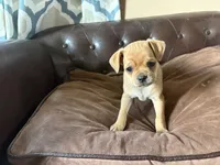 Cedar, a male Miniature Pinscher and Pug for sale in Cobb, WI – 3 of 4