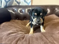 Rose, a female Miniature Pinscher and Pug for sale in Cobb, WI – 6 of 6