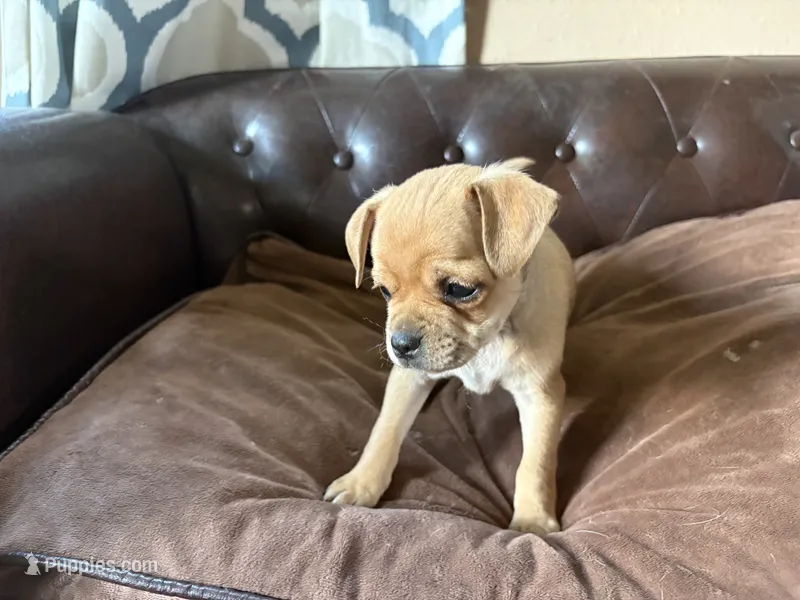 Cedar – Miniature Pinscher, Pug puppy for sale in Cobb, WI