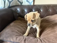 Cedar, a male Miniature Pinscher and Pug for sale in Cobb, WI – 1 of 4
