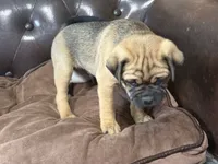 Bud, a male Miniature Pinscher and Pug for sale in Cobb, WI – 2 of 3