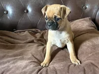 Ash, a male Miniature Pinscher and Pug for sale in Cobb, WI – 4 of 4