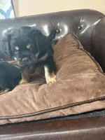 Sprout, a male Miniature Pinscher and Pug for sale in Cobb, WI – 4 of 4
