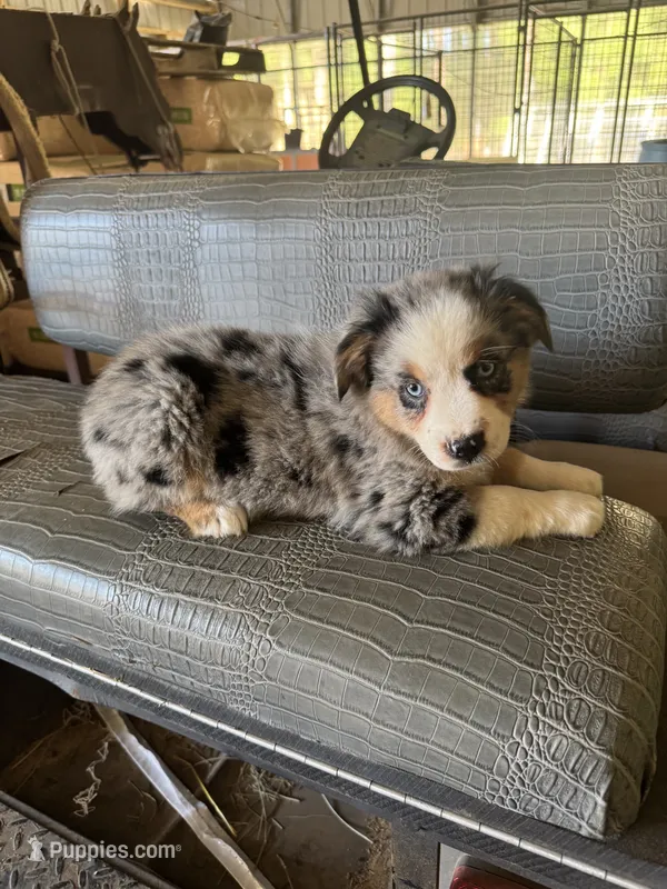 Blue mere girl Aussie  – Miniature Australian Shepherd puppy for sale in Raleigh, NC