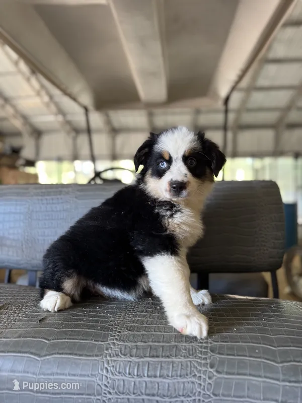 Black tri girl Aussie 2 – Miniature Australian Shepherd puppy for sale in Raleigh, NC