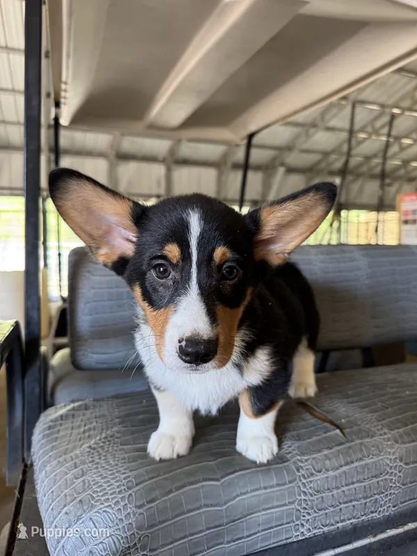 Black tri boy corgi 2 – Pembroke Welsh Corgi puppy for sale in Raleigh, NC