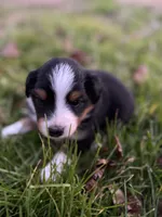 Black tri boy aussie 4, a male Miniature Australian Shepherd for sale in Raleigh, NC – Photo 3 of 5