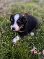 Black tri boy aussie 4, a male Miniature Australian Shepherd for sale in Raleigh, NC – Photo 4 of 5
