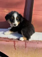 Black tri boy aussie 4, a male Miniature Australian Shepherd for sale in Raleigh, NC – Photo 1 of 5