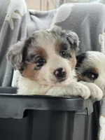 Blue Merle girl , a male Australian Shepherd for sale in Raleigh, NC – Photo 4 of 4