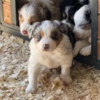 Blue Merle girl , a male Australian Shepherd for sale in Raleigh, NC – Photo 3 of 4