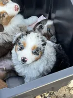 Blue Merle girl , a male Australian Shepherd for sale in Raleigh, NC – Photo 2 of 4