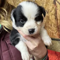 Black bi girl, a female Miniature Australian Shepherd for sale in Raleigh, NC – 2 of 2