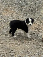 Black bi girl, a female Miniature Australian Shepherd for sale in Raleigh, NC – 1 of 2