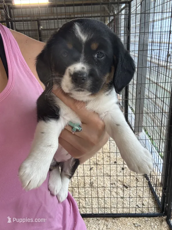 Black tri girl  – Pembroke Welsh Corgi, Cocker Spaniel puppy for sale in Raleigh, NC
