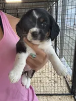 Black tri girl , a female Pembroke Welsh Corgi and Cocker Spaniel for sale in Raleigh, NC – 1 of 1