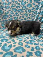 Black tri boy 1, a male Pembroke Welsh Corgi for sale in Raleigh, NC – Photo 3 of 6