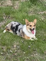 Black tri boy 1, a male Pembroke Welsh Corgi for sale in Raleigh, NC – Photo 6 of 6