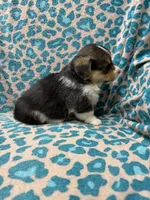 Black tri boy 1, a male Pembroke Welsh Corgi for sale in Raleigh, NC – Photo 2 of 6