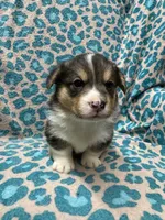 Black tri boy 1, a male Pembroke Welsh Corgi for sale in Raleigh, NC – Photo 1 of 6