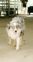 Lexi, a female Miniature Australian Shepherd for sale in Raleigh, NC – 1 of 5
