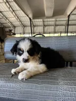 Black tri girl Aussie 2, a female Miniature Australian Shepherd for sale in Raleigh, NC – 2 of 5