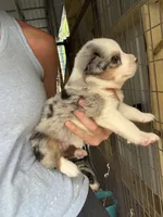 Blue Merle girl Aussie 1, a male Miniature Australian Shepherd for sale in Raleigh, NC – Photo 2 of 6