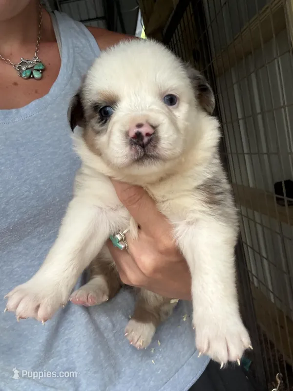 Blue Merle girl Aussie 1 – Miniature Australian Shepherd puppy for sale in Raleigh, NC