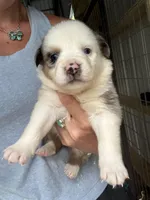 Blue Merle girl Aussie 1, a male Miniature Australian Shepherd for sale in Raleigh, NC – Photo 1 of 6