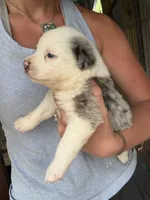 Blue Merle girl Aussie 1, a male Miniature Australian Shepherd for sale in Raleigh, NC – Photo 3 of 6