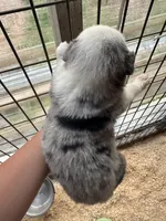 Blue Merle girl Aussie 1, a male Miniature Australian Shepherd for sale in Raleigh, NC – Photo 4 of 6