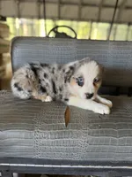 Blue merle girl Aussie 2, a female Miniature Australian Shepherd for sale in Raleigh, NC – 2 of 8