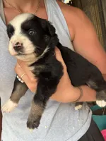 Black tri girl Aussie 2, a female Miniature Australian Shepherd for sale in Raleigh, NC – Photo 2 of 6