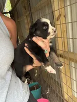 Black tri girl Aussie 2, a female Miniature Australian Shepherd for sale in Raleigh, NC – Photo 3 of 6