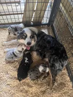 Black tri girl Aussie 2, a female Miniature Australian Shepherd for sale in Raleigh, NC – Photo 5 of 6